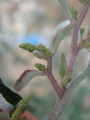 Atriplex aucheri