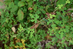 Vitis bryoniifolia