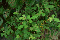 Vitis bryoniifolia