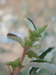 Atriplex aucheri
