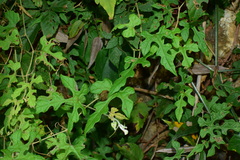 Vitis bryoniifolia