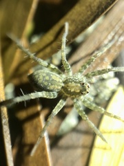 Pardosa sumatrana