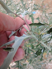 Atriplex aucheri