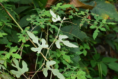 Vitis bryoniifolia