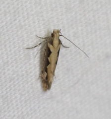 Ornativalva erubescens