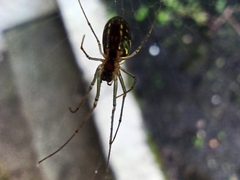Leucauge