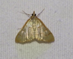 Helvibotys helvialis