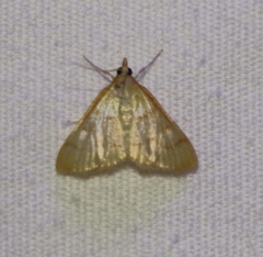 Helvibotys helvialis