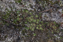Enigmella thallina