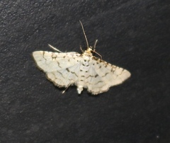 Hileithia rehamalis