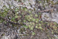 Enigmella thallina