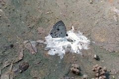 Megisba malaya sikkima