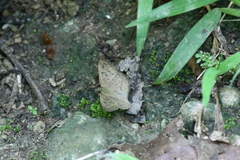 Carrhenes fuscescens