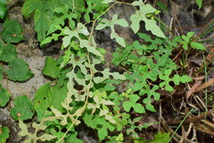 Vitis bryoniifolia