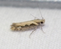 Ornativalva erubescens