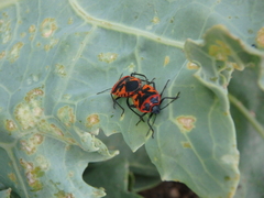 Eurydema spectabilis