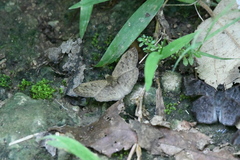 Carrhenes fuscescens