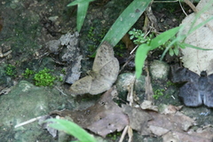 Carrhenes fuscescens