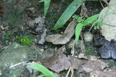 Carrhenes fuscescens