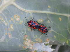 Eurydema spectabilis