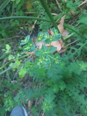 Euphorbia spathulata