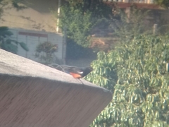 Thamnolaea cinnamomeiventris