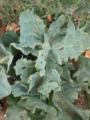 Eurydema spectabilis