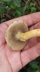 Suillus