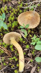 Suillus