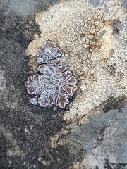 Acarospora glaucocarpa