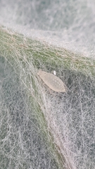 Capitophorus similis