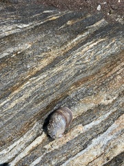 Crepidula fornicata