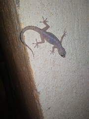 Hemidactylus brookii