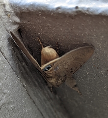 Litoprosopus futilis