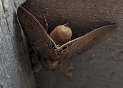 Litoprosopus futilis