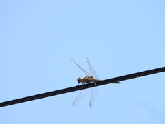 Sympetrum speciosum