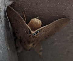 Litoprosopus futilis