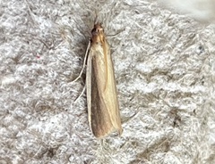 Peoria approximella
