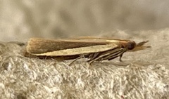 Peoria approximella