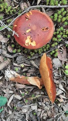 Suillus clintonianus