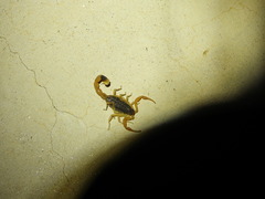 Olivierus martensii