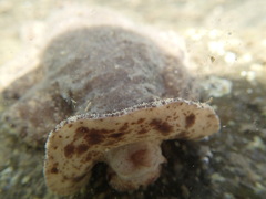 Geitodoris planata