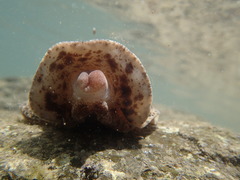 Geitodoris planata