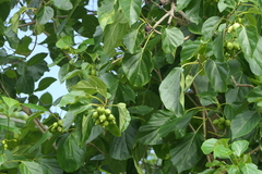Cordia subcordata