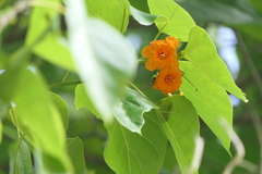 Cordia subcordata