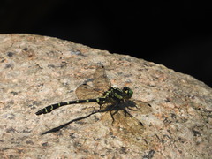 Dubitogomphus bicornutus
