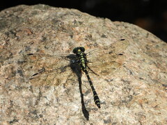 Dubitogomphus bicornutus