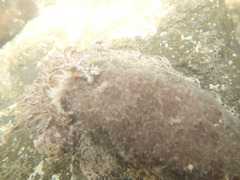 Geitodoris planata