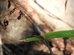 Poecilonota