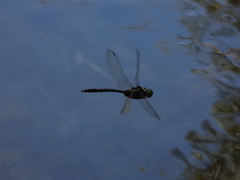 Somatochlora exuberata